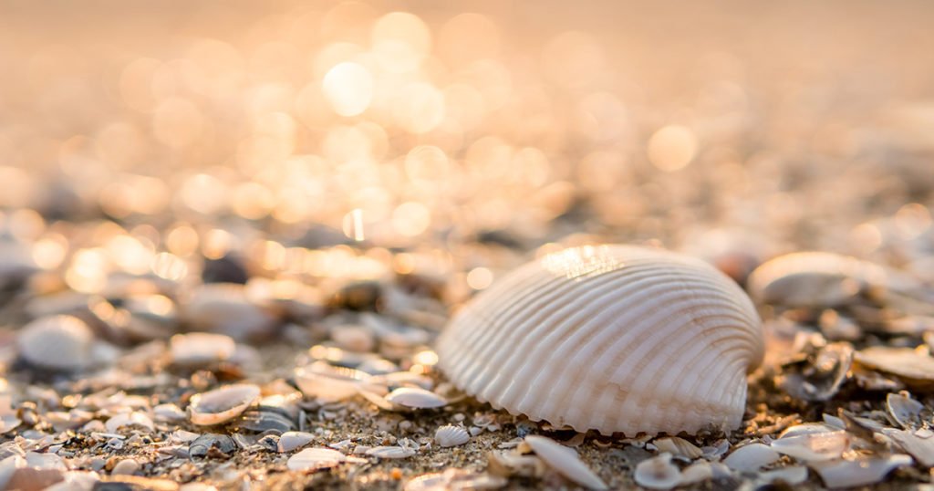 Sea Shells at Amelia Island