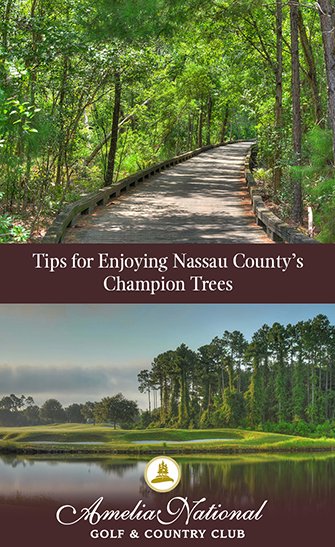 Tips for Enjoying Nassau County’s Champion Trees