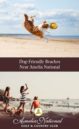 Dog-Friendly Beaches Near Amelia National
