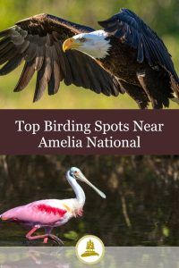 Top Birding Spots Near Amelia National - 16 1
