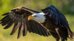 Top Birding Spots Near Amelia National